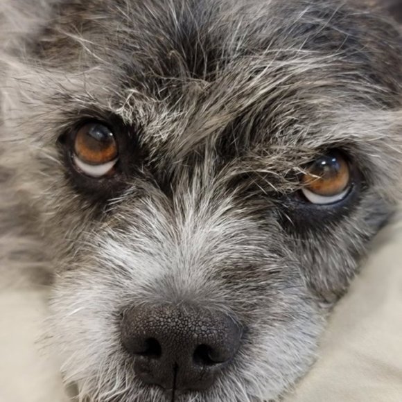 ❤ For Gemstone Jewelry Live Show Alerts! ❤️❤ Items For An Offer! - Picture 12 of 17